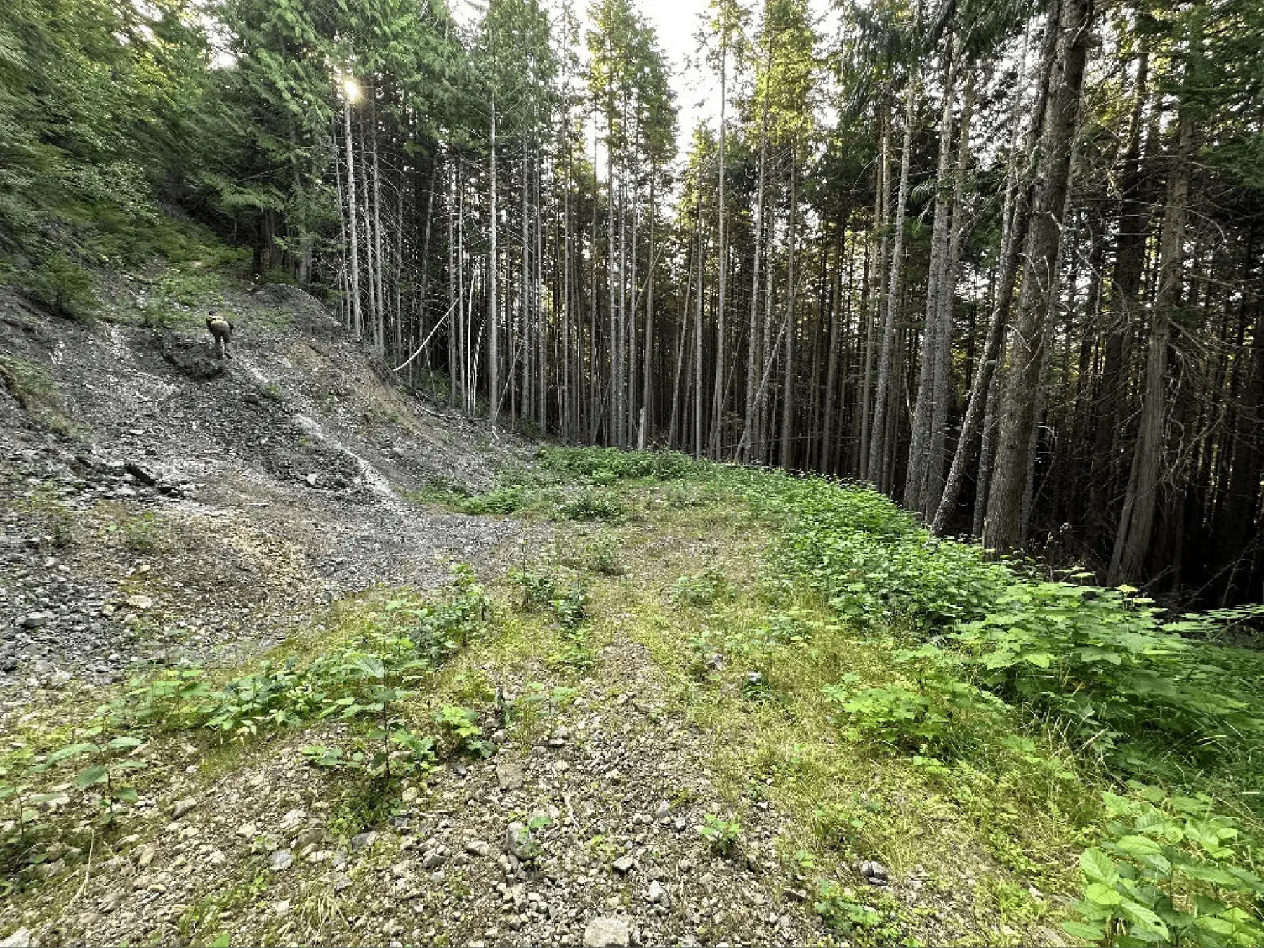 Forest access trail on the property
